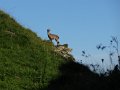 DSC03707